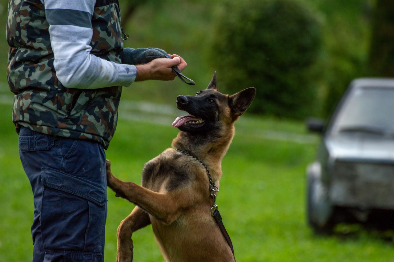 services-01 A Belgian Malinois in training interacts playfully with a man in an outdoor setting.