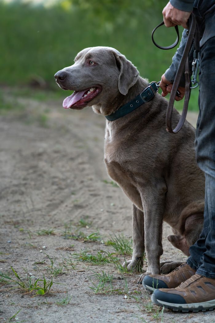 our-experience Calm and obedient Weimaraner dog sitting outdoors with owner holding the leash.