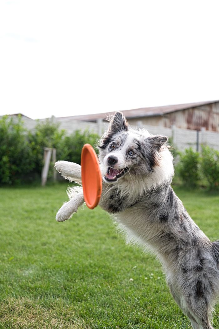 about-img A joyful Border Collie leaps to catch a frisbee in a grassy field.
