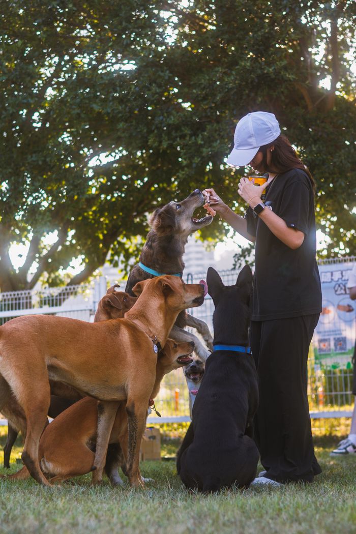 about-02 Woman interacting with a group of dogs in a park, showcasing training and companionship.