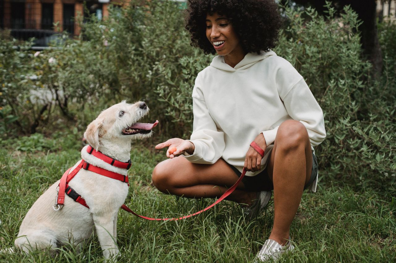 services-img Cheerful crop African American female owner giving treat to Labrador Retriever while teaching commands in park