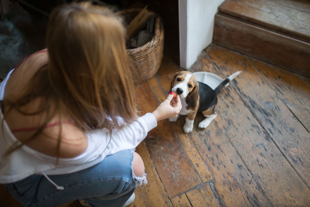 services-01 A young woman feeds a beagle puppy indoors, showcasing companionship and care.