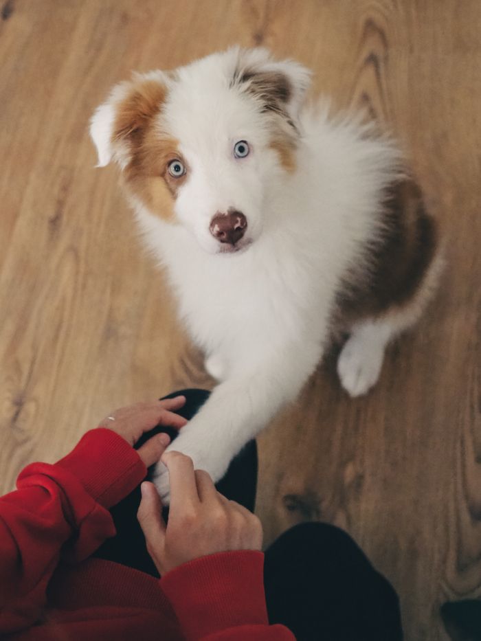 services-01 Cute close-up of an Australian Shepherd puppy with blue eyes interacting with a human indoors.