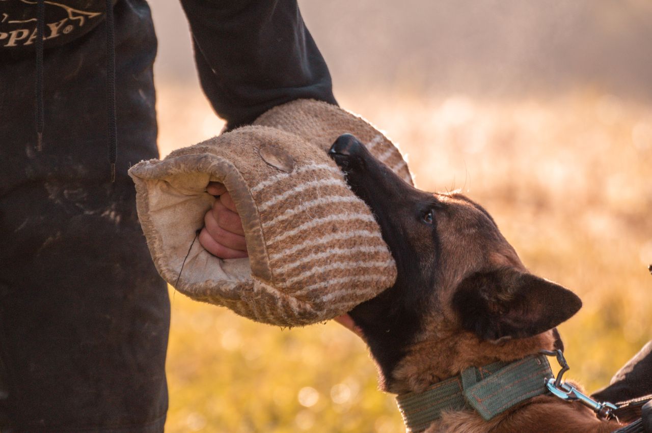 ours-journey A Belgian Malinois dog practices biting training with a trainer using a bite sleeve outdoors.