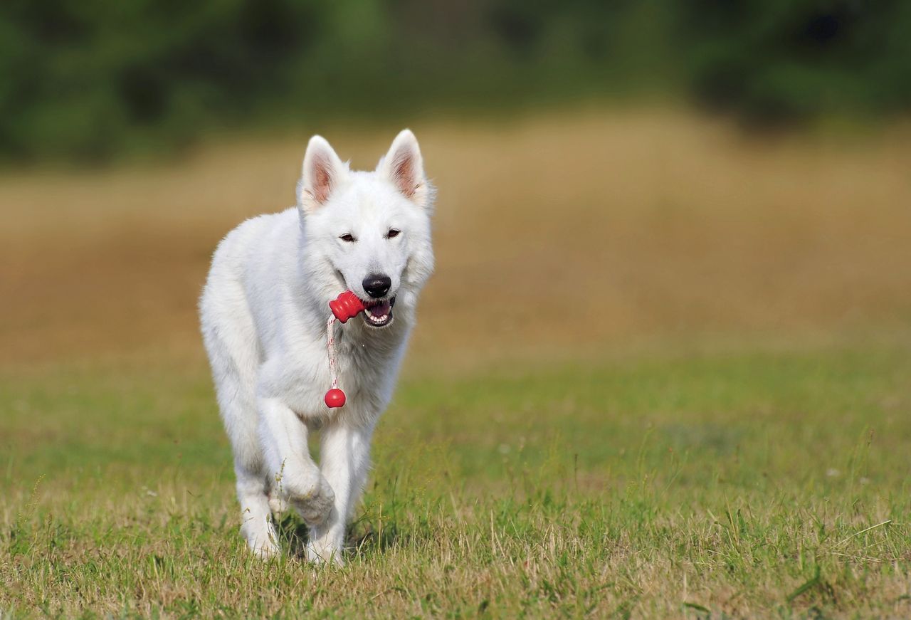 services-01 A playful White Swiss Shepherd dog joyfully runs on green grass outdoors with a toy.